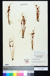 Cyperus squarrosus image