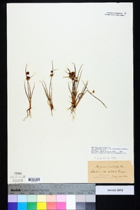 Cyperus squarrosus image