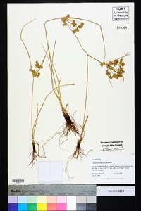 Cyperus surinamensis image