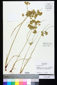 Cyperus surinamensis image