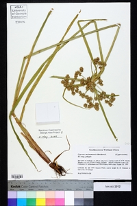 Cyperus surinamensis image