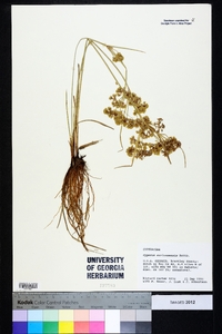 Cyperus surinamensis image