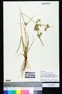 Cyperus surinamensis image