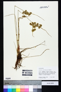 Cyperus surinamensis image