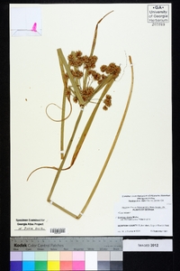 Cyperus virens image