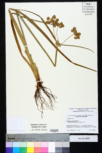 Cyperus virens image