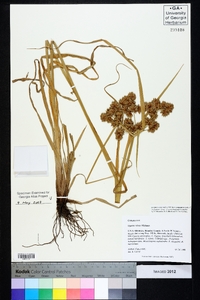 Cyperus virens image