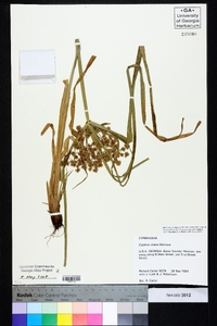 Cyperus virens image