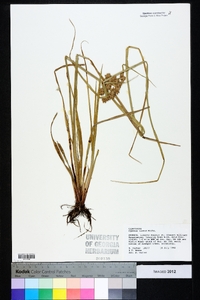 Cyperus virens image