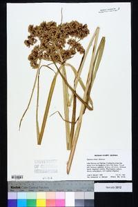 Cyperus virens image