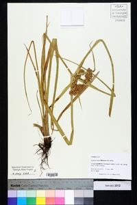 Cyperus virens image