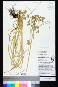 Cyperus virens image