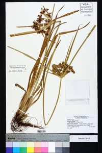 Cyperus virens image