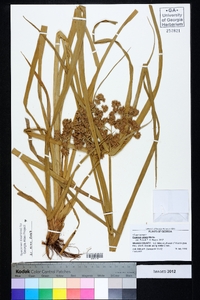 Cyperus virens image