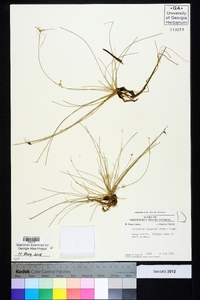 Eleocharis baldwinii image