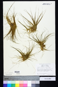 Eleocharis baldwinii image