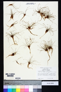 Eleocharis baldwinii image