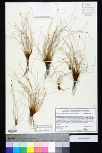 Eleocharis baldwinii image