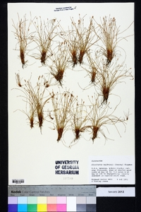 Eleocharis baldwinii image