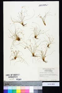 Eleocharis baldwinii image