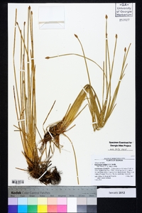 Eleocharis bifida image