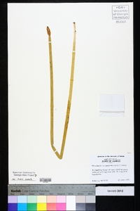 Eleocharis equisetoides image