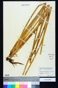 Eleocharis equisetoides image