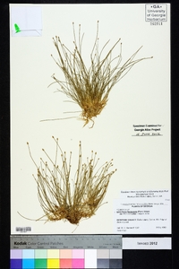 Eleocharis flavescens image