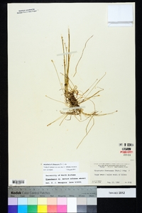 Eleocharis flavescens image