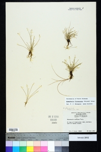 Eleocharis flavescens image