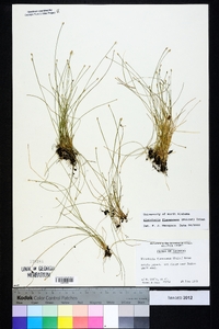 Eleocharis flavescens image