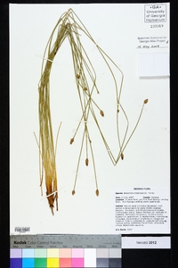 Eleocharis melanocarpa image