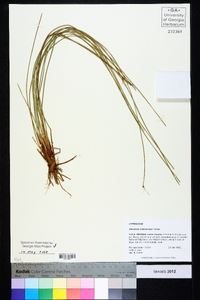 Eleocharis melanocarpa image