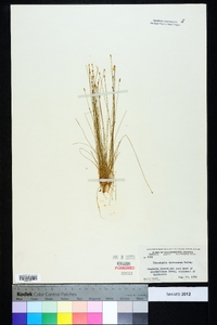 Eleocharis microcarpa image