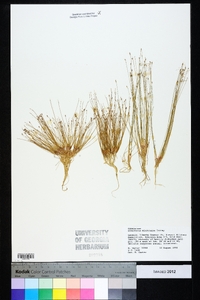 Eleocharis microcarpa image