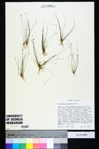 Eleocharis microcarpa image