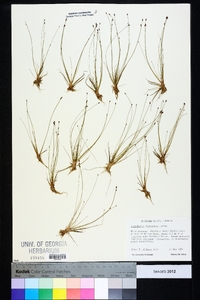 Eleocharis microcarpa image