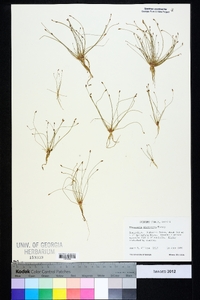 Eleocharis microcarpa image