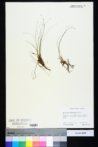 Eleocharis microcarpa image