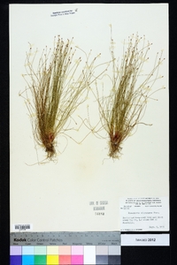 Eleocharis microcarpa image