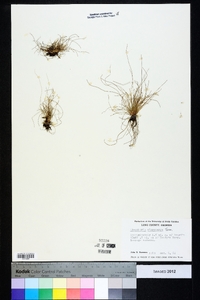 Eleocharis microcarpa image