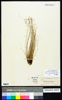 Eleocharis microcarpa image