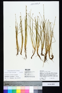 Eleocharis olivacea var. olivacea image