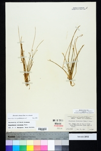 Eleocharis olivacea var. olivacea image