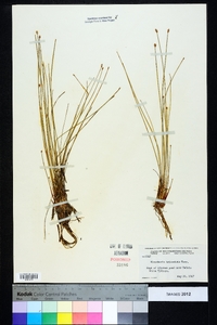 Eleocharis tricostata image