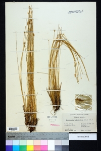 Eleocharis tuberculosa image