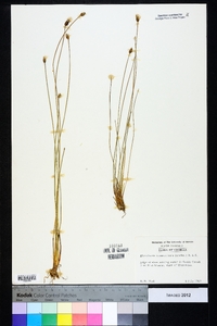 Eleocharis tuberculosa image