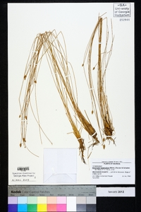 Eleocharis tuberculosa image