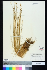 Eleocharis tuberculosa image