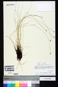 Eleocharis tuberculosa image